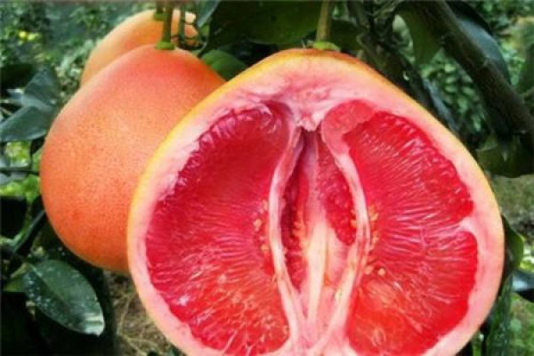 red pomelo
