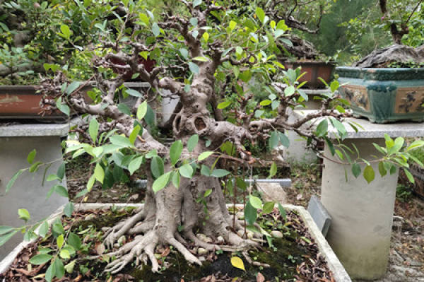 Banyan