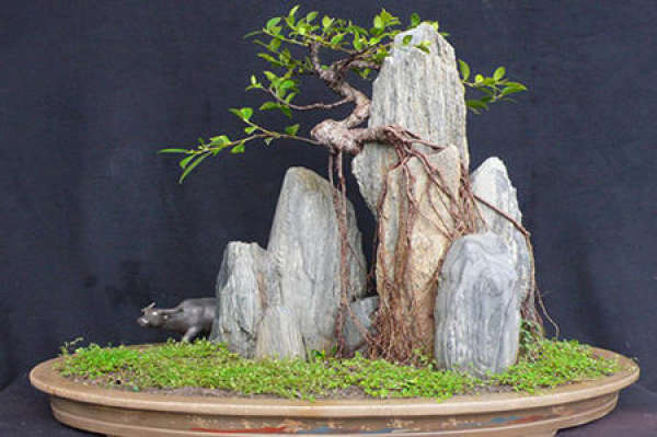 Banyan