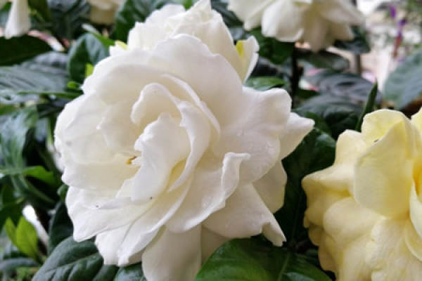 Gardenia