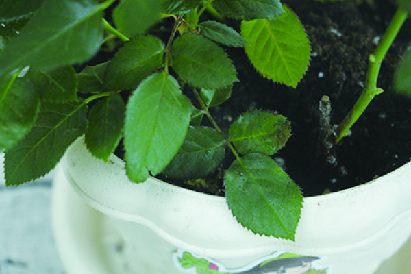 soil