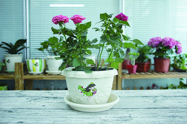 Chinese rose