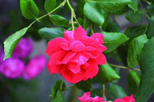 rose