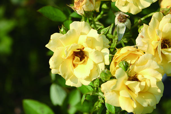 rose
