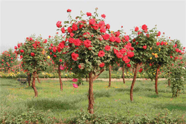 Tree Rose