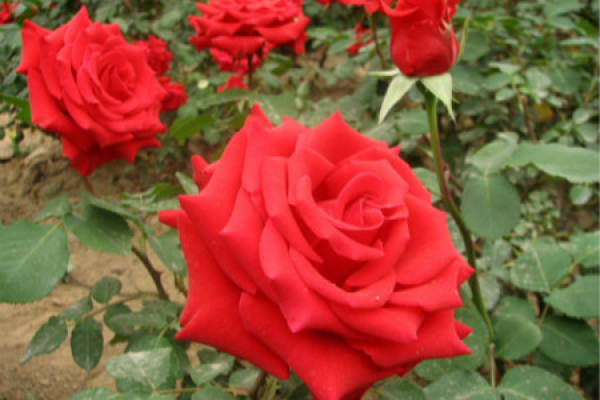Chinese rose