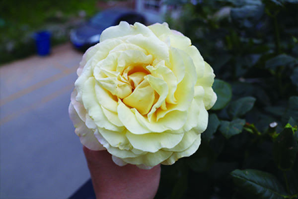 rose