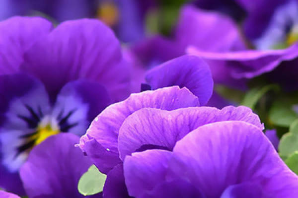 Violet
