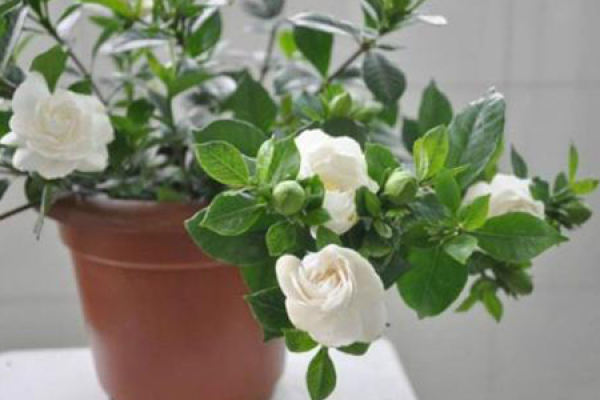 Gardenia