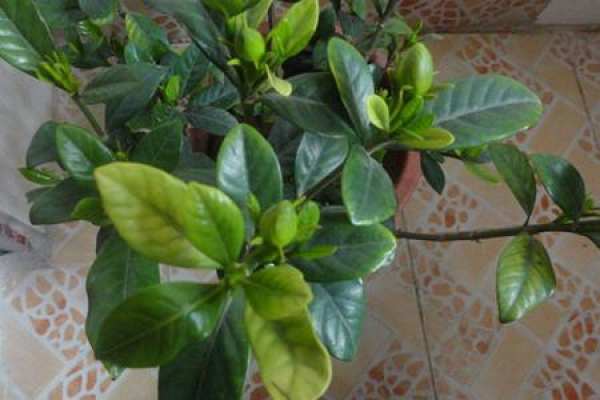 Gardenia