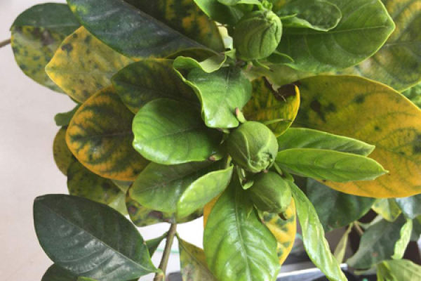 Gardenia