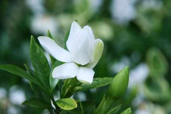 Gardenia