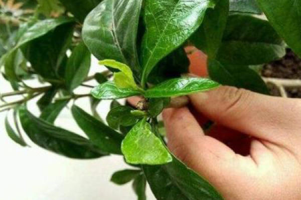Gardenia