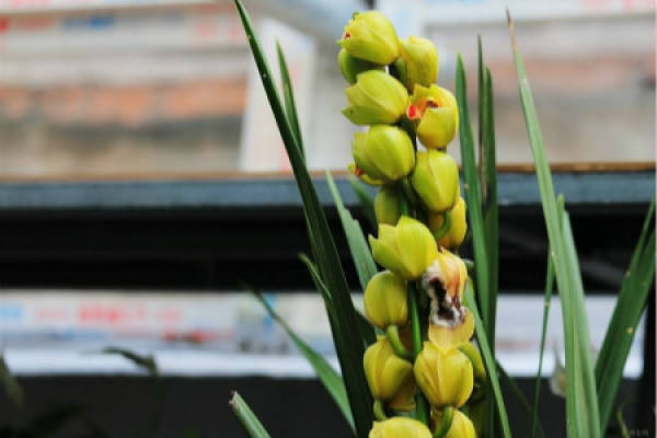 Cymbidium hybridum