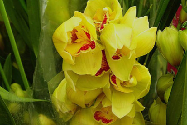 Cymbidium hybridum