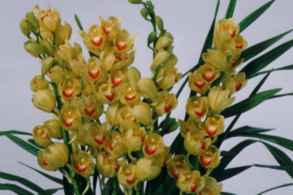 Cymbidium grandifolium