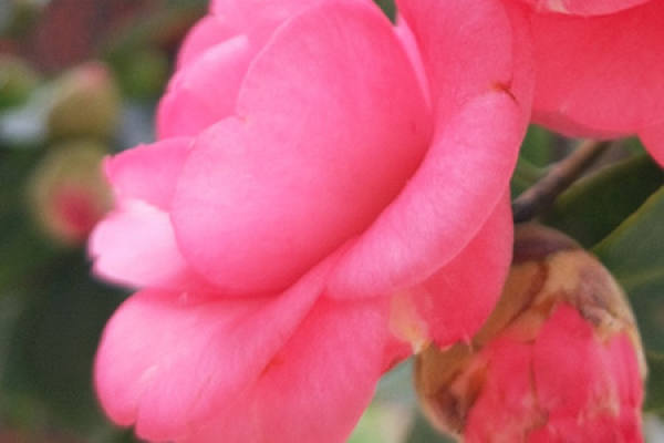 Camellia