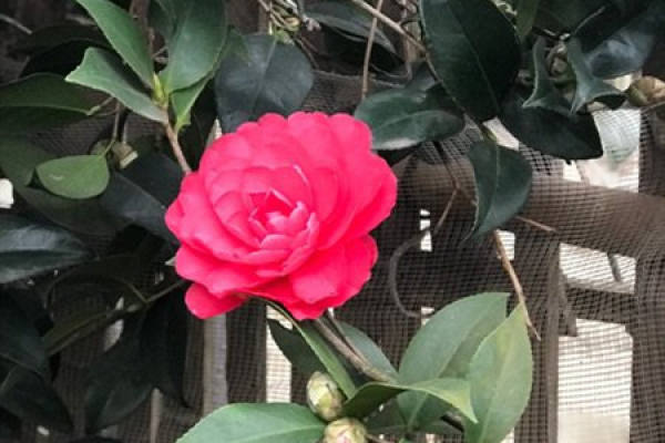 Camellia