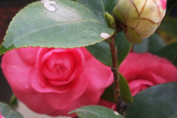 Camellia