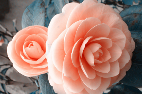 Camellia cutting