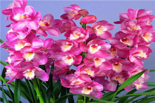 Cymbidium hybridum