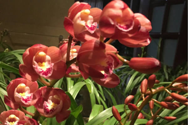 Cymbidium hybridum
