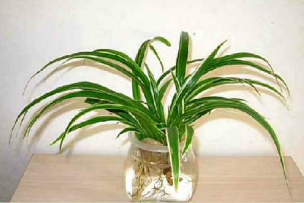 Chlorophytum