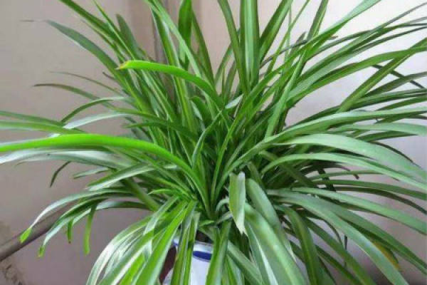 Chlorophytum