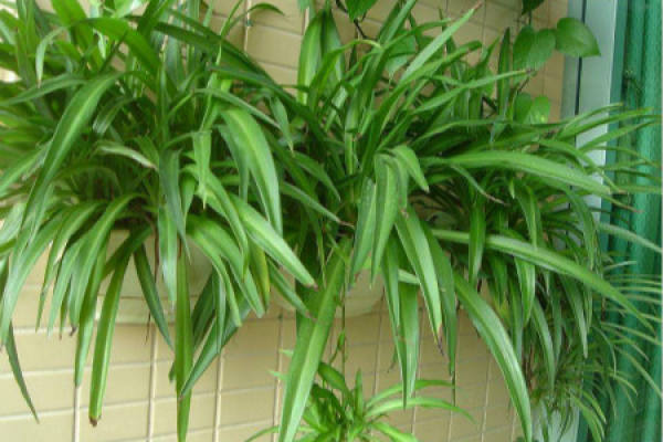 Chlorophytum comosum