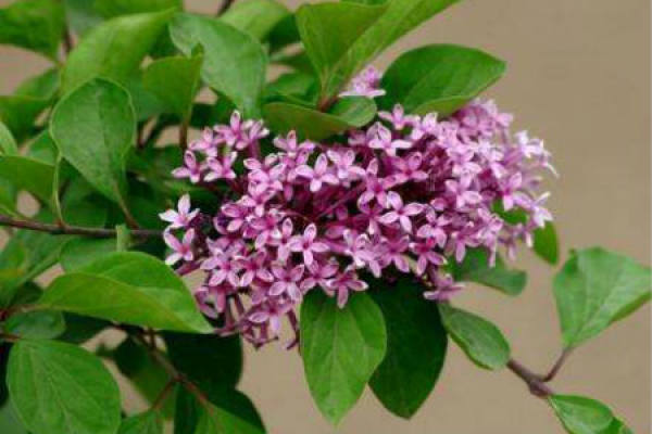 lilac