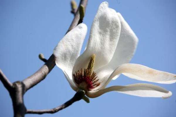 Magnolia denudata