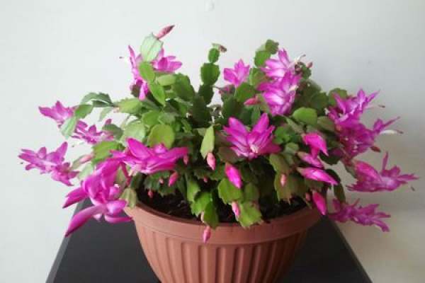 Zygocactus japonicus