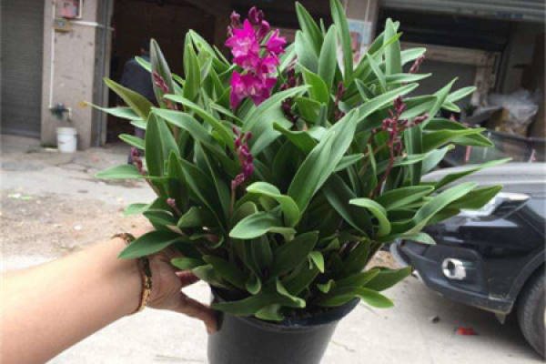 Dendrobium fragrances
