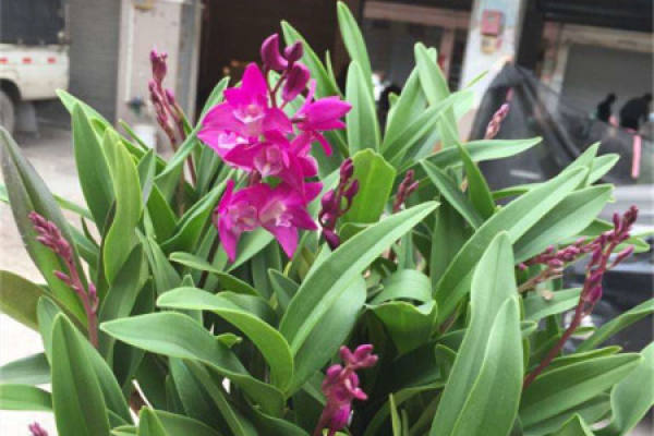 Dendrobium fragrances