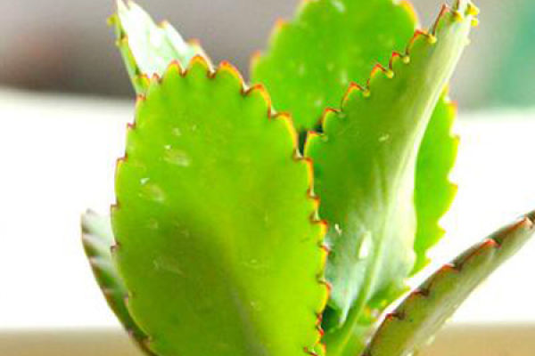 Fleshy
