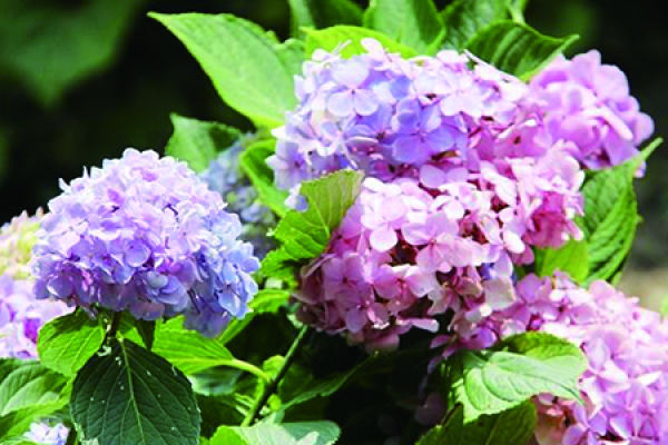 Hydrangea