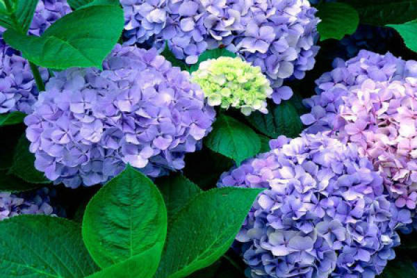 Hydrangea