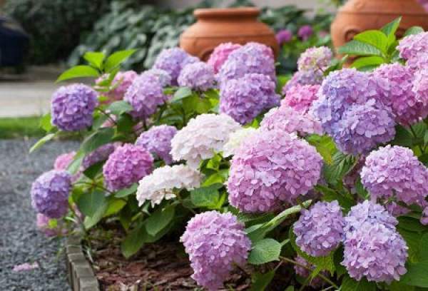 Hydrangea