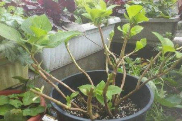 Hydrangea