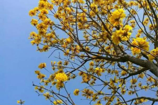 wind chime with yellow flowers