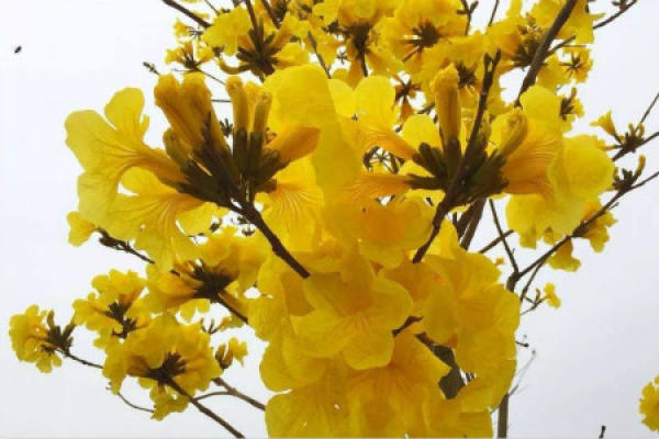 Yellow Flower Campanula