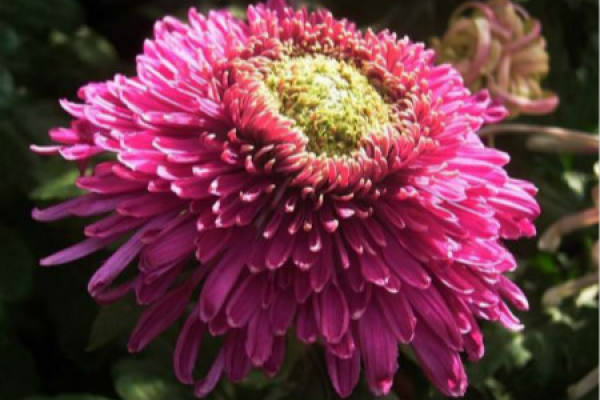 Chrysanthemum