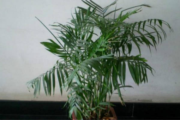 Hawaiian coconut