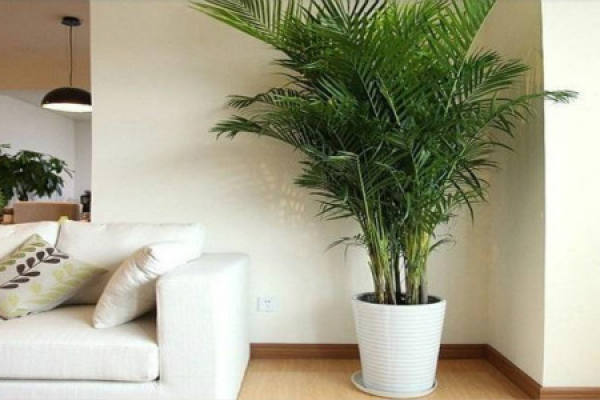 Hawaiian coconut