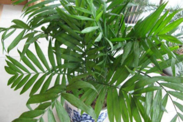 Hawaiian coconut