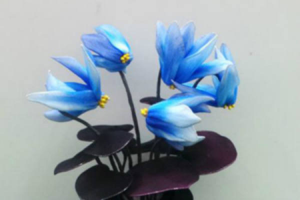 Cyclamen