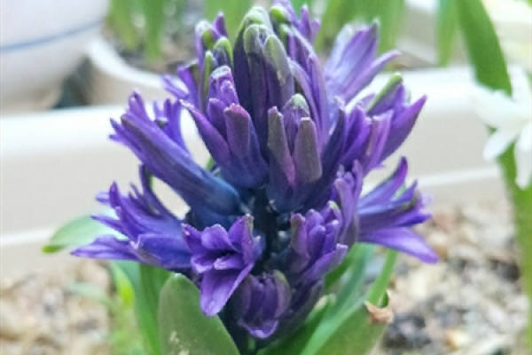 Hyacinth