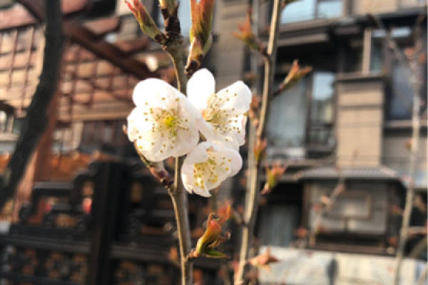 Peach blossom