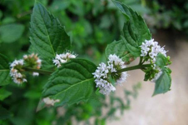 peppermint