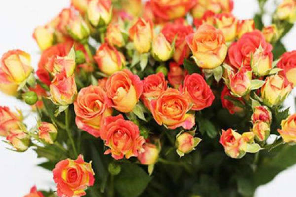 Multi-headed rose